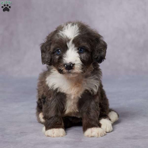 Carly, Mini Bernedoodle Puppy